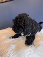 Tiny, a female Cavapoo for sale in Carteret, NJ – 2 of 4