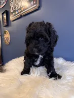  Black , a male Cavapoo for sale in Carteret, NJ – 2 of 6