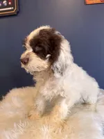 Prince, a male Cockapoo for sale in Carteret, NJ – 7 of 7
