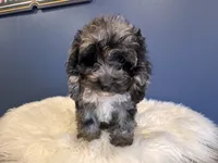 Merle , a male Cockapoo for sale in Carteret, NJ – 2 of 4
