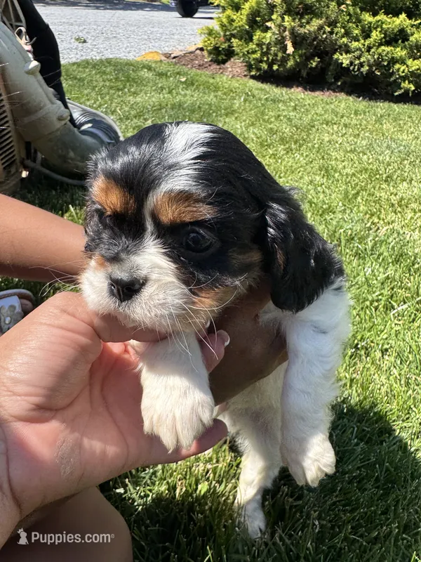 Trouble  – Cavalier King Charles Spaniel puppy for sale in Carteret, NJ