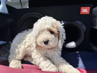 Freddy , a male Cockapoo for sale in Carteret, NJ – 4 of 4