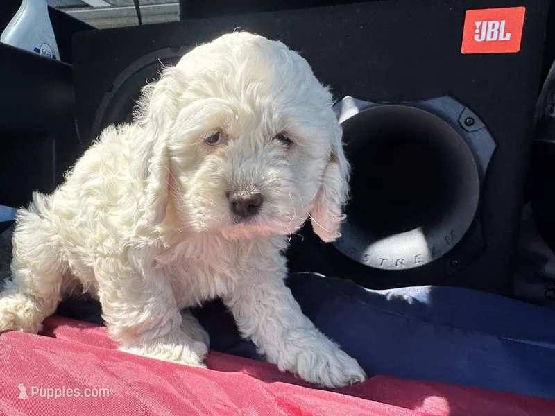 Maya  – Cockapoo puppy for sale in Carteret, NJ