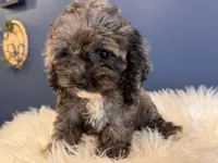 Oreo, a male Cockapoo for sale in Carteret, NJ – 1 of 4