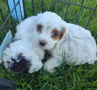 Alex, a male Cockapoo for sale in Carteret, NJ – 3 of 3