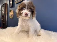 Rey , a male Cockapoo for sale in Carteret, NJ – 2 of 4