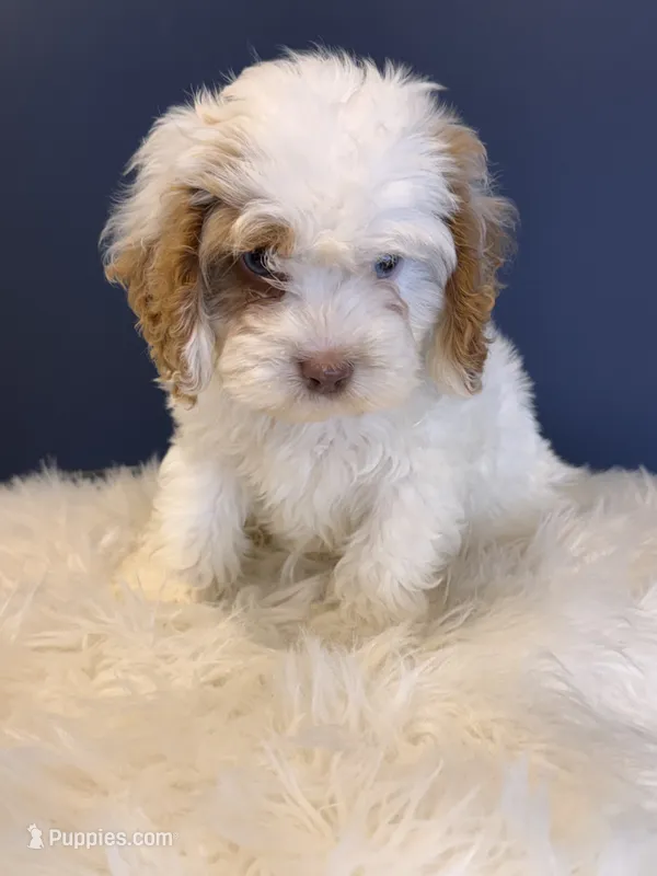 Tito – Cockapoo puppy for sale in Carteret, NJ