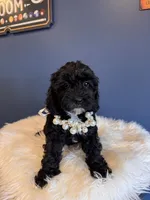 Tiny, a female Cavapoo for sale in Carteret, NJ – 4 of 4
