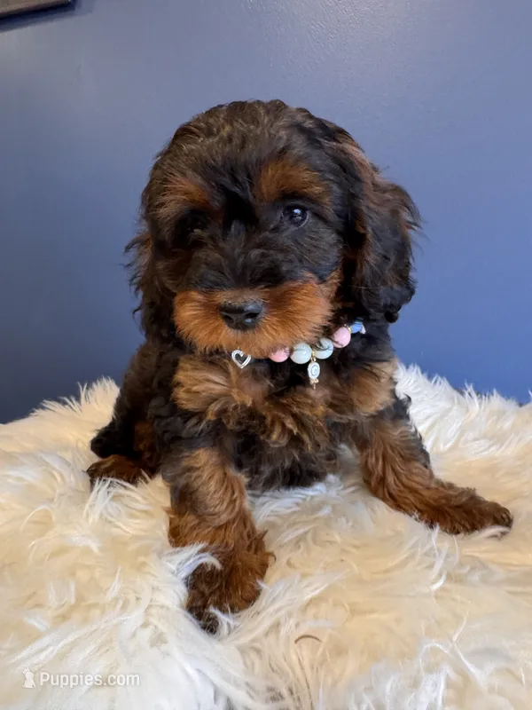 Ava  – Cavapoo puppy for sale in Carteret, NJ