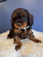 Ava , a female Cavapoo for sale in Carteret, NJ – 1 of 4
