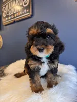 Papi, a male Cavapoo for sale in Carteret, NJ – 1 of 4