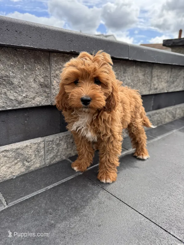 Princess – Cavapoo puppy for sale in Carteret, NJ