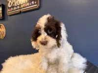 Prince, a male Cockapoo for sale in Carteret, NJ – 3 of 7
