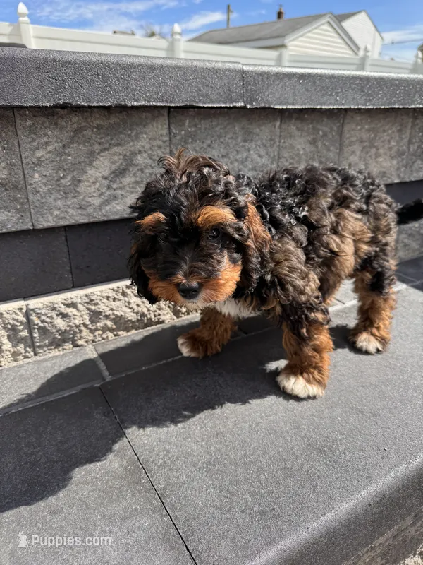 Papi – Cavapoo puppy for sale in Carteret, NJ