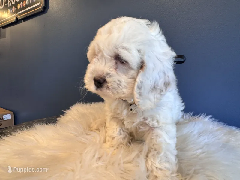 Maya  – Cockapoo puppy for sale in Carteret, NJ