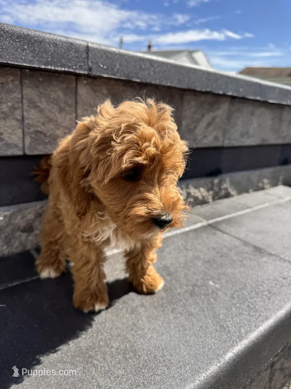 Princess – Cavapoo puppy for sale in Carteret, NJ