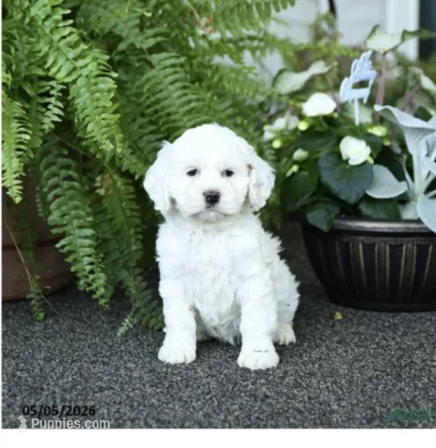 Maya – Cockapoo puppy for sale in Carteret, NJ