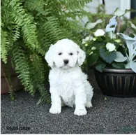 Maya, a female Cockapoo for sale in Carteret, NJ – 1 of 1