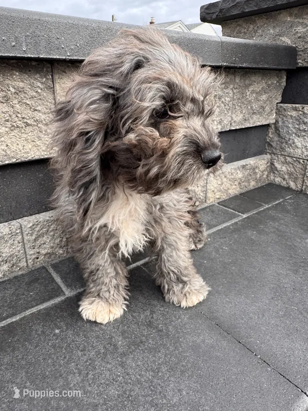 Oreo – Cockapoo puppy for sale in Carteret, NJ