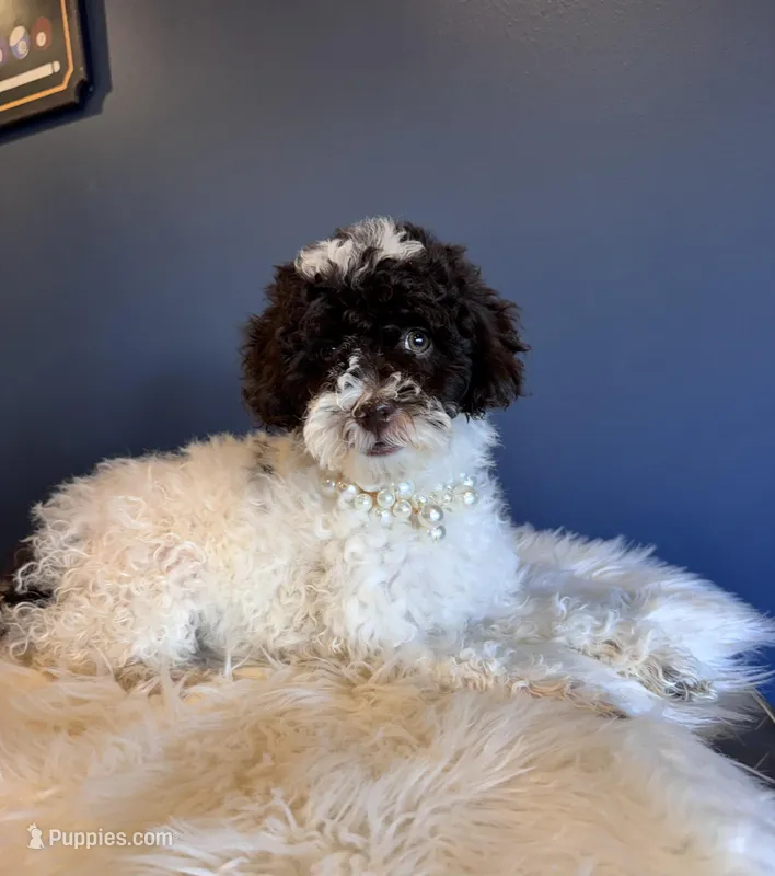 Linda – Cockapoo puppy for sale in Carteret, NJ