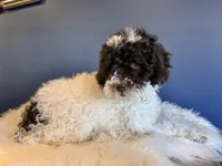 Linda, a female Cockapoo for sale in Carteret, NJ – Photo 6 of 6