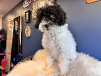 Linda, a female Cockapoo for sale in Carteret, NJ – Photo 4 of 6