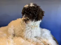 Linda, a female Cockapoo for sale in Carteret, NJ – Photo 5 of 6