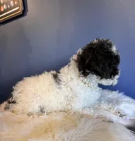 Linda, a female Cockapoo for sale in Carteret, NJ – Photo 2 of 6