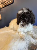 Linda, a female Cockapoo for sale in Carteret, NJ – Photo 3 of 6