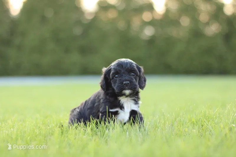 Bob – Cavapoo puppy for sale in Carteret, NJ
