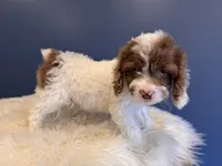 Rey , a male Cockapoo for sale in Carteret, NJ – 3 of 4