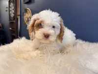 Tito, a male Cockapoo for sale in Carteret, NJ – 4 of 5