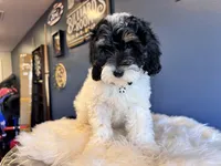 Luna , a female Cockapoo for sale in Carteret, NJ – Photo 4 of 6