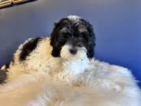 Luna , a female Cockapoo for sale in Carteret, NJ – Photo 5 of 6