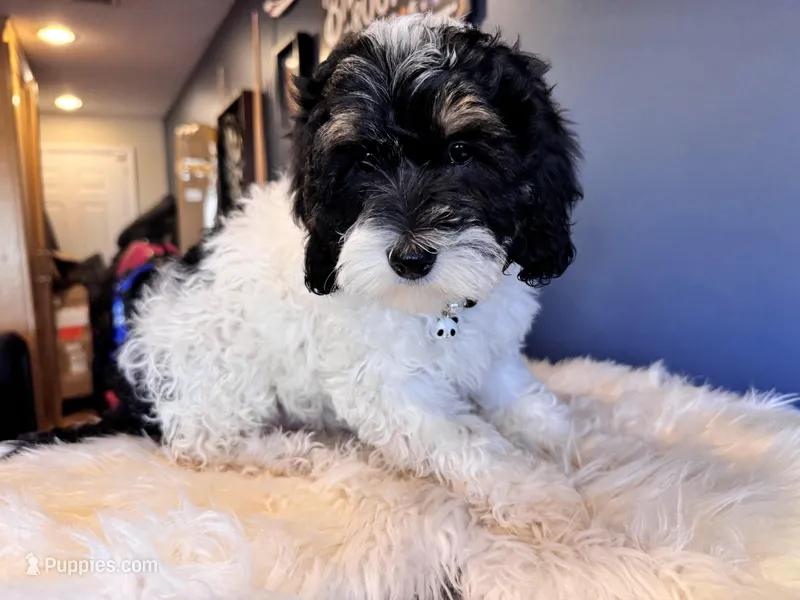 Luna  – Cockapoo puppy for sale in Carteret, NJ