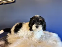 Luna , a female Cockapoo for sale in Carteret, NJ – Photo 2 of 6