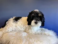 Luna , a female Cockapoo for sale in Carteret, NJ – Photo 3 of 6