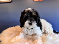 Luna , a female Cockapoo for sale in Carteret, NJ – Photo 6 of 6