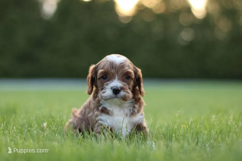 Trouble  – Cavapoo puppy for sale in Carteret, NJ