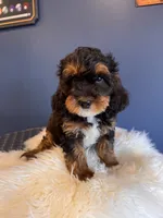 Papi, a male Cavapoo for sale in Carteret, NJ – 2 of 4