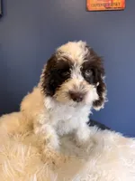 Prince, a male Cockapoo for sale in Carteret, NJ – 5 of 7