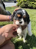 Trouble , a male Cavalier King Charles Spaniel for sale in Carteret, NJ – 3 of 3