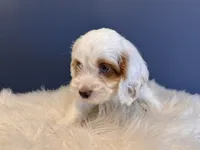 Alex, a male Cockapoo for sale in Carteret, NJ – 4 of 6