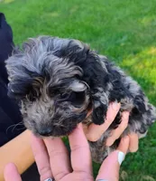 Merle , a male Cockapoo for sale in Carteret, NJ – 2 of 2