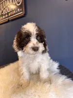 Prince, a male Cockapoo for sale in Carteret, NJ – 6 of 7