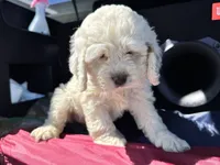 Maya , a female Cockapoo for sale in Carteret, NJ – 3 of 5