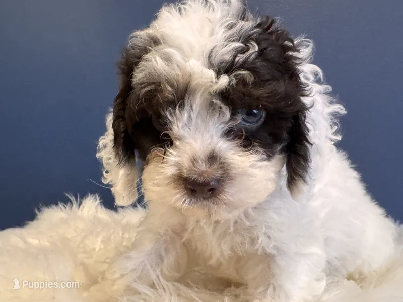 Prince – Cockapoo puppy for sale in Carteret, NJ