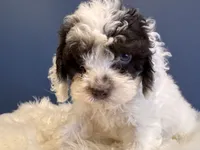 Prince, a male Cockapoo for sale in Carteret, NJ – 2 of 4