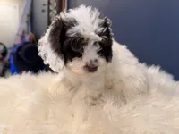 Prince, a male Cockapoo for sale in Carteret, NJ – 1 of 4