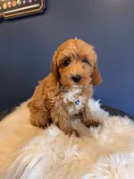 Molly, a female Cavapoo for sale in Carteret, NJ – 1 of 3